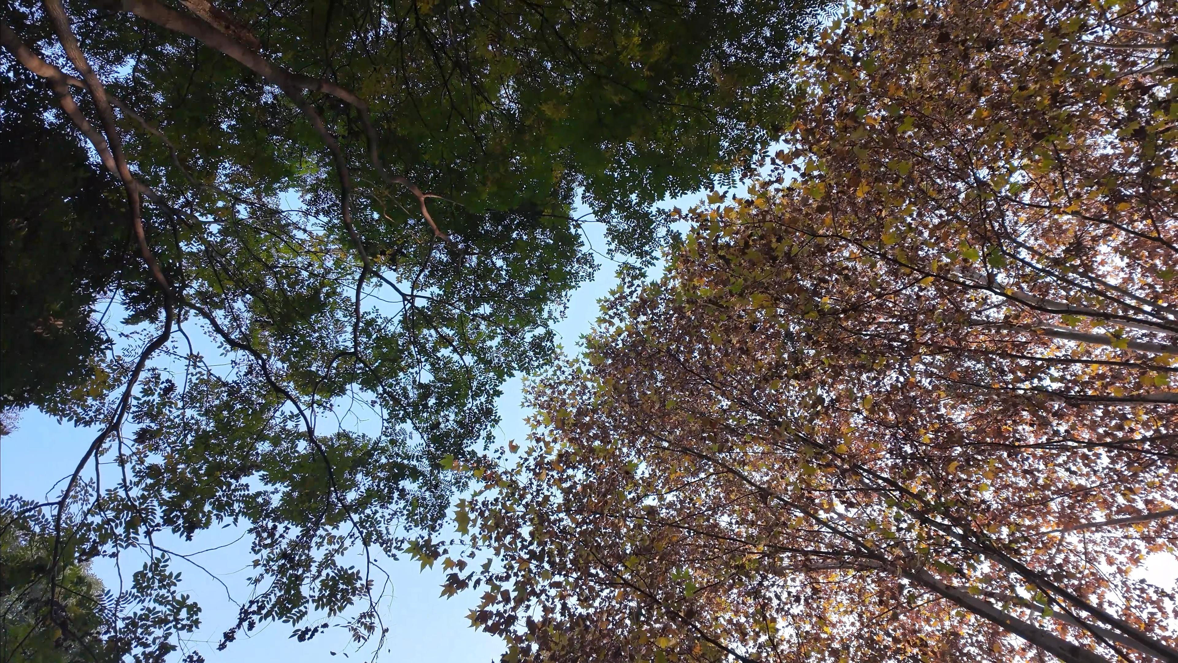 有没有一到冬天就不懒惰的药可我真的好困呀 