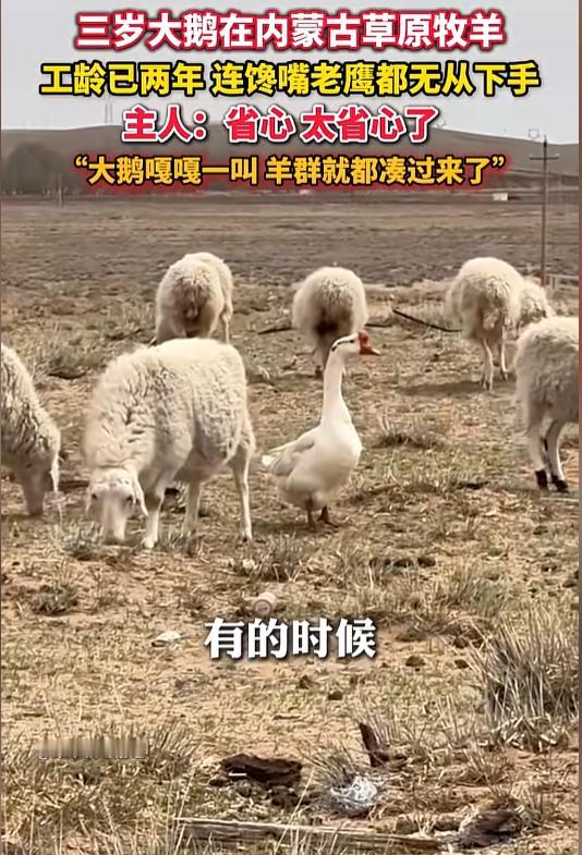 万万没想到，近日内蒙古，男子因为家中两只大鹅的关系不好，就把其中一只大鹅养在羊圈