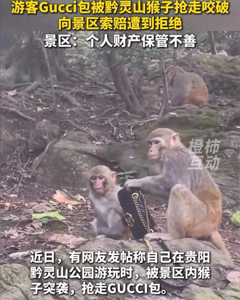 贵阳黔灵山公园，一个游客的Gucci包被猴子抢了，还被咬破。游客找景区赔，景区拒