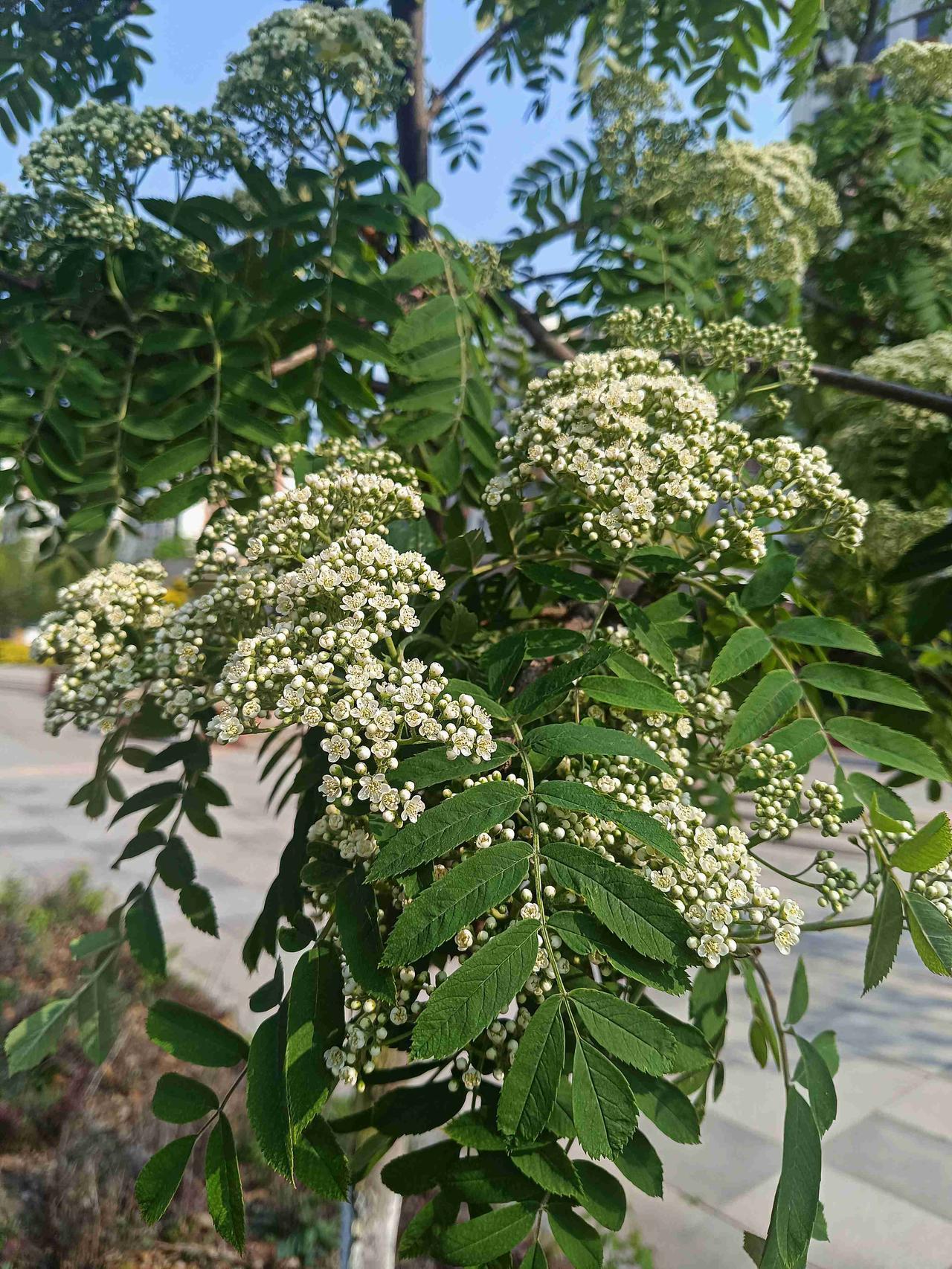 翠叶叠清芳，素英凝晓光；
五月花楸盛，风柔满庭香。
这是北方耐寒宝藏乔木百花花楸