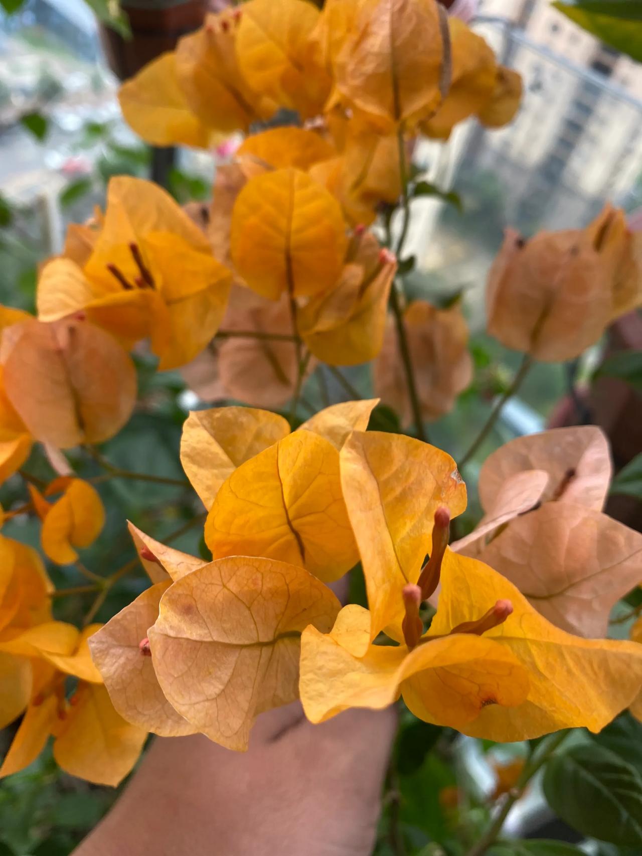 阳台的花花世界