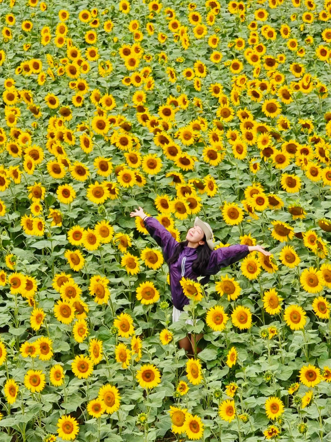 6.24实拍！西安！地铁直达超大向日葵花海🌻