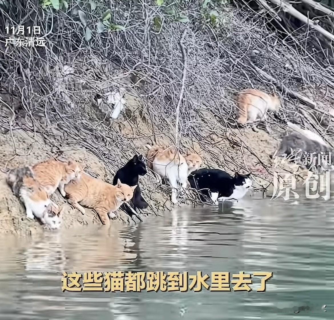 简直又蠢又坏，11月1日，广东清远，一群所谓的爱猫人士来到水库旁边，将1120只