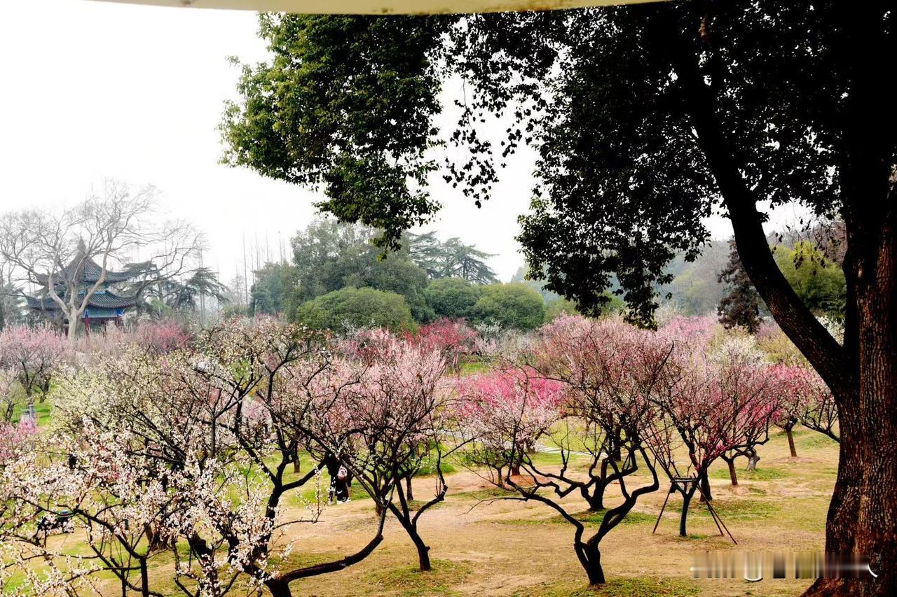 百善孝为先，你认同吗？
村子里的小张，是前年结婚的，如今有了小孩，已当上爸爸了，