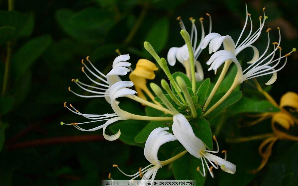 中药故事汇，今天讲金银花的故事。
 
北宋年间，豫南地区爆发瘟疫，村民们纷纷染上