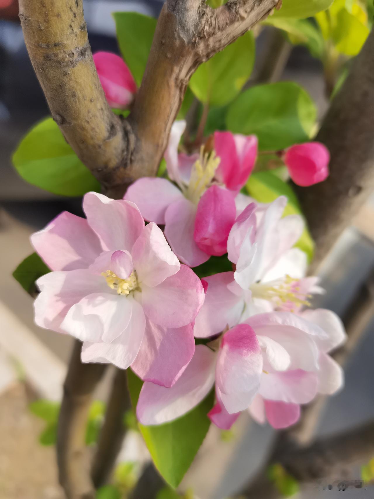 北宋的灭亡是宋徽宗作妖，当他分数线江山摇摇欲坠，他无力回天的时候，想起来退位当太