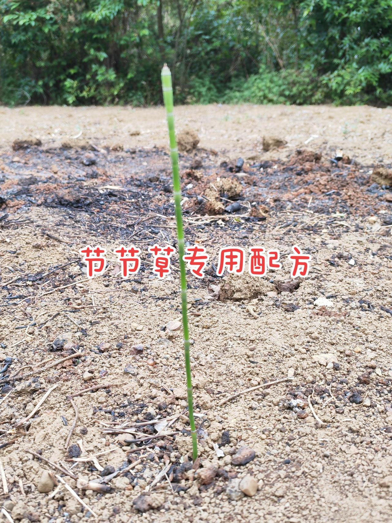 节节草 农业种植 三农种植 服务三农支持三农 节节草如何除