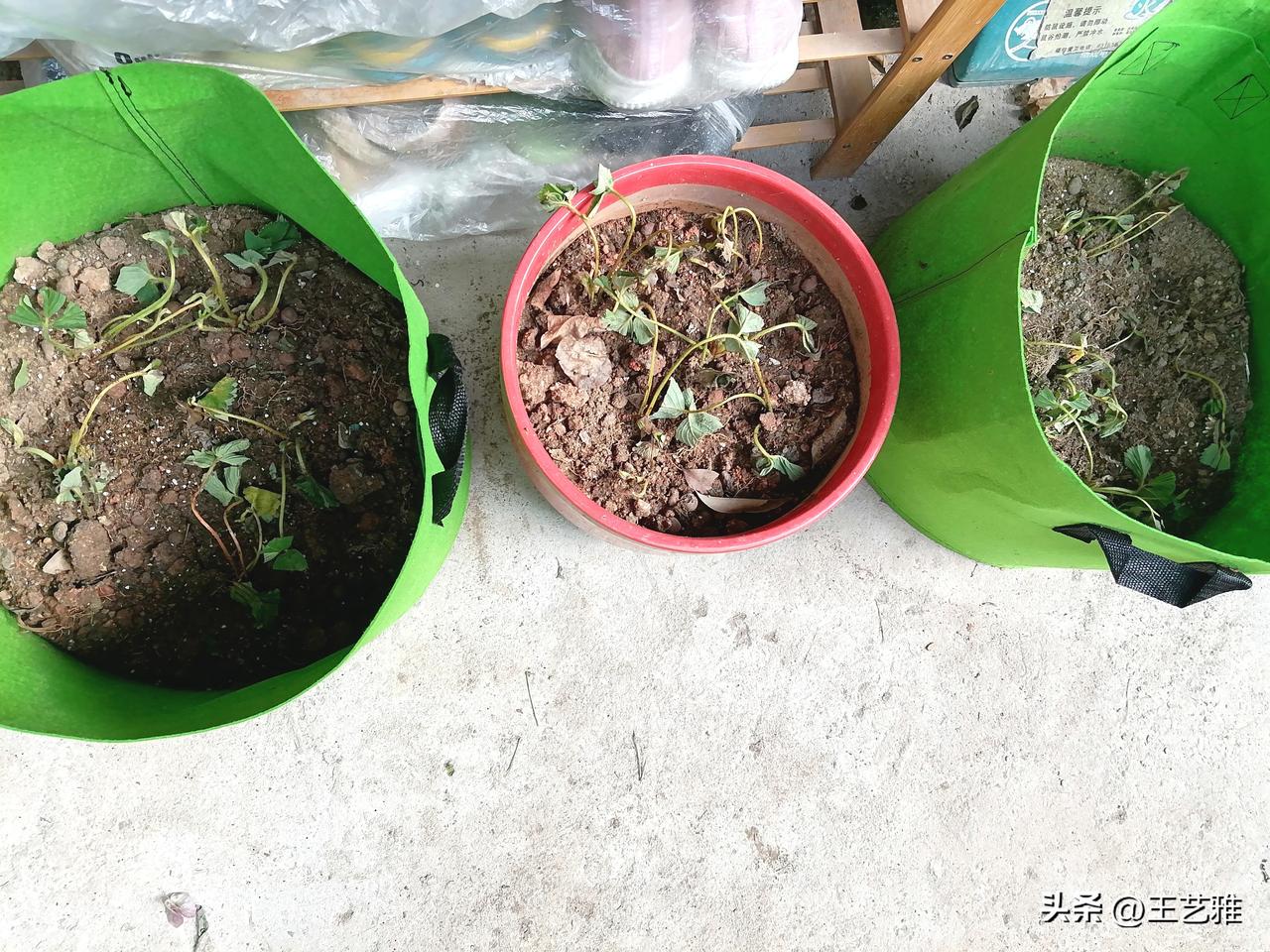 草莓苗我也不确定这是活了还是没戏了，我就再等等看吧！我想到下周末应该能看出个大概