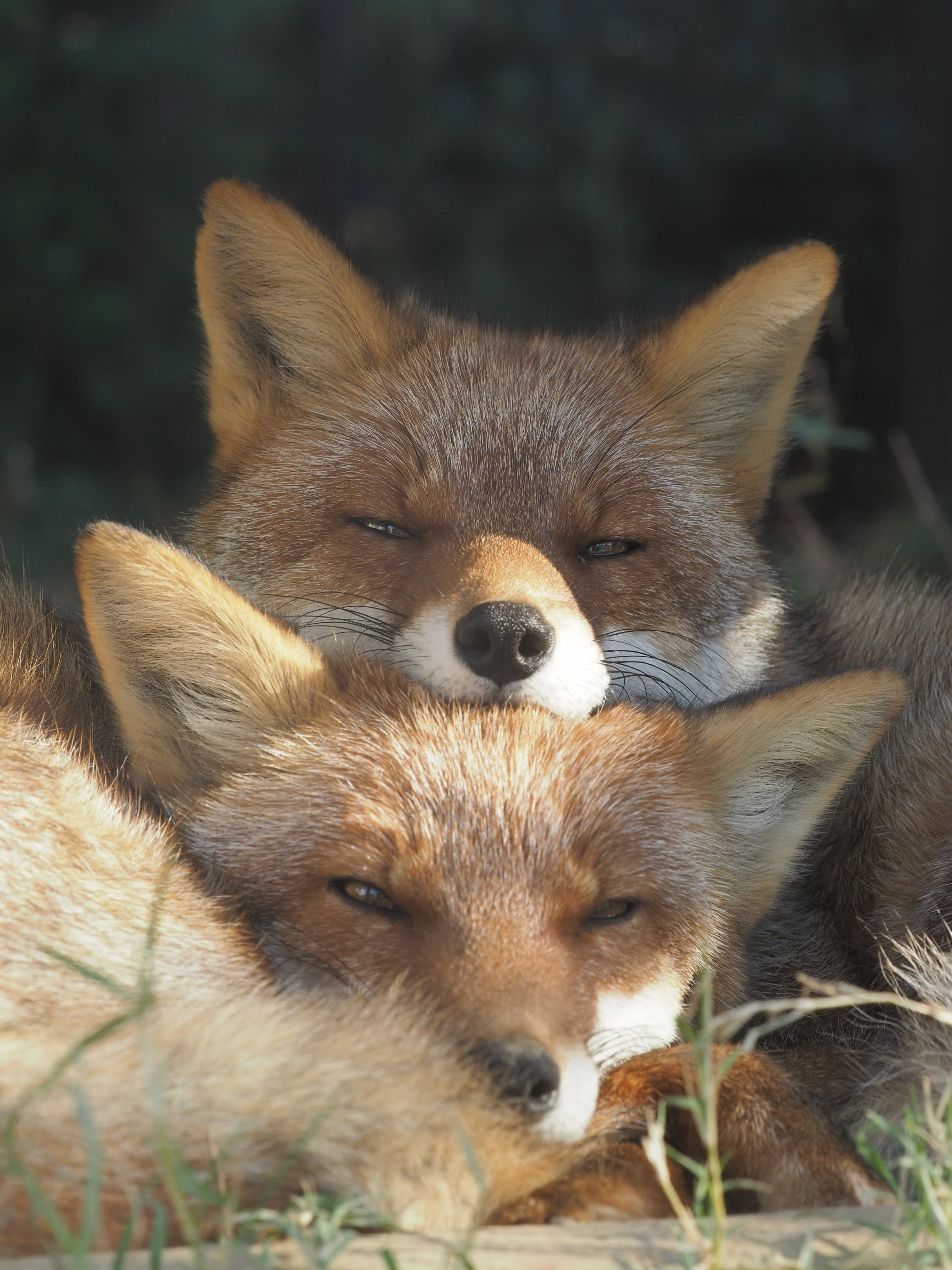 狐狸[超话] 不高兴和不高兴©️VulpesPerson ​​​