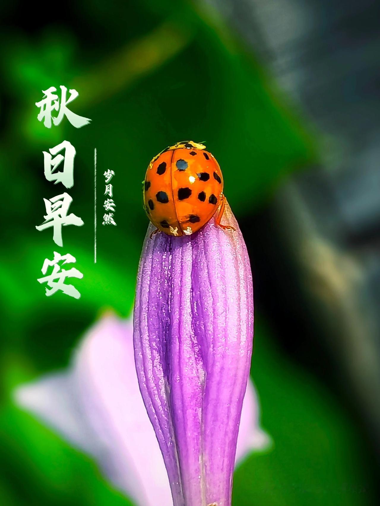 今早推开窗风里已经有了桂花的甜香，才反应过来明天就是中秋，今天刚好是八月十四。