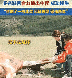 真的是泪目了！
近日，一群游客在新疆游玩，无意发现一头母牛痛苦倒地，走近一看才发