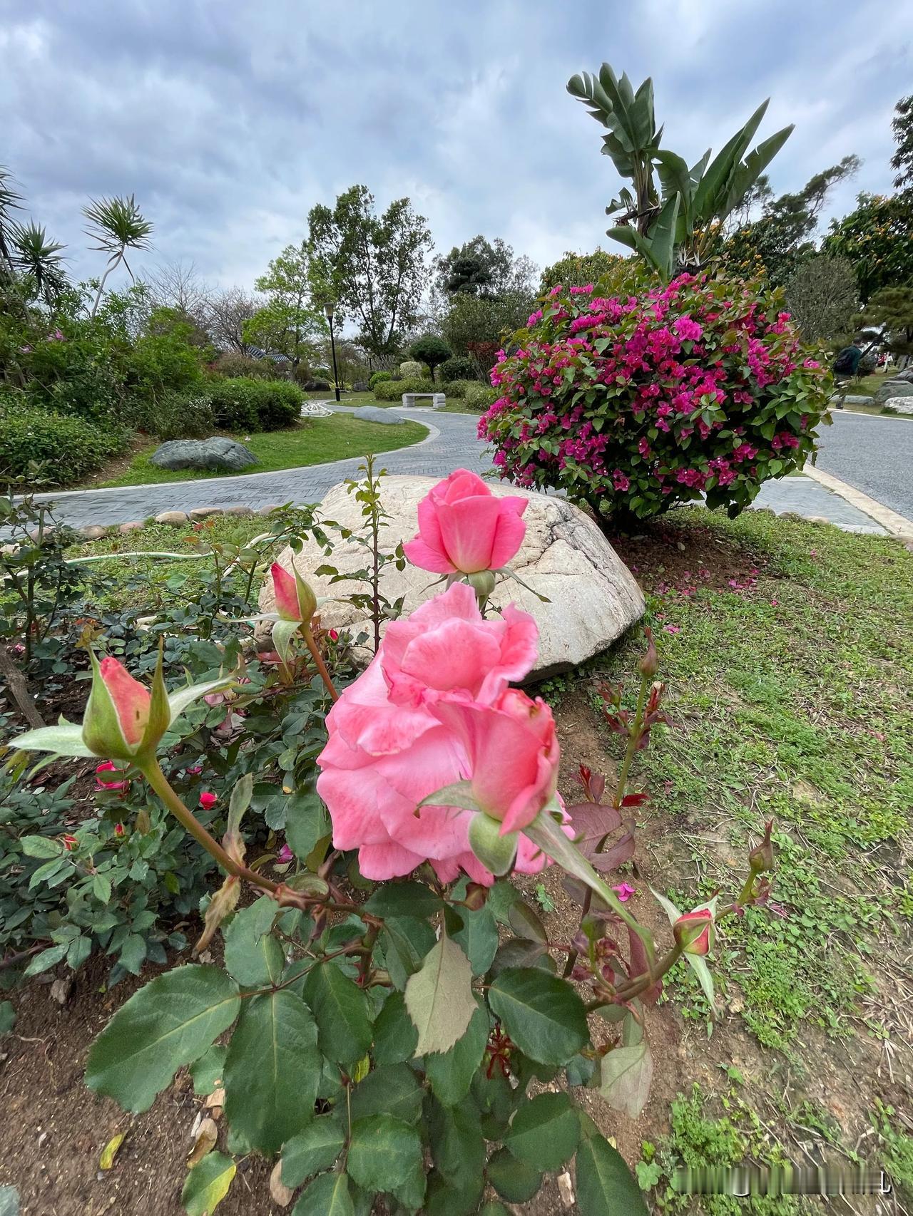 在东莞，藏着一片梦幻的月季花花海，宛如春日遗落的浪漫诗篇。踏入其中，连绵的花海肆