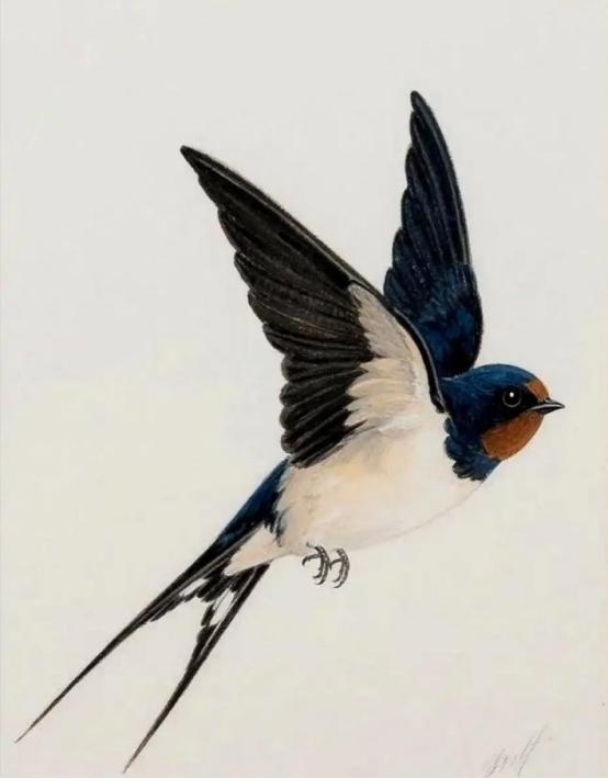 给燕子装上追踪器后，我们几代人的常识，塌了，它们秋天往南飞，根本不是飞到海南岛躲