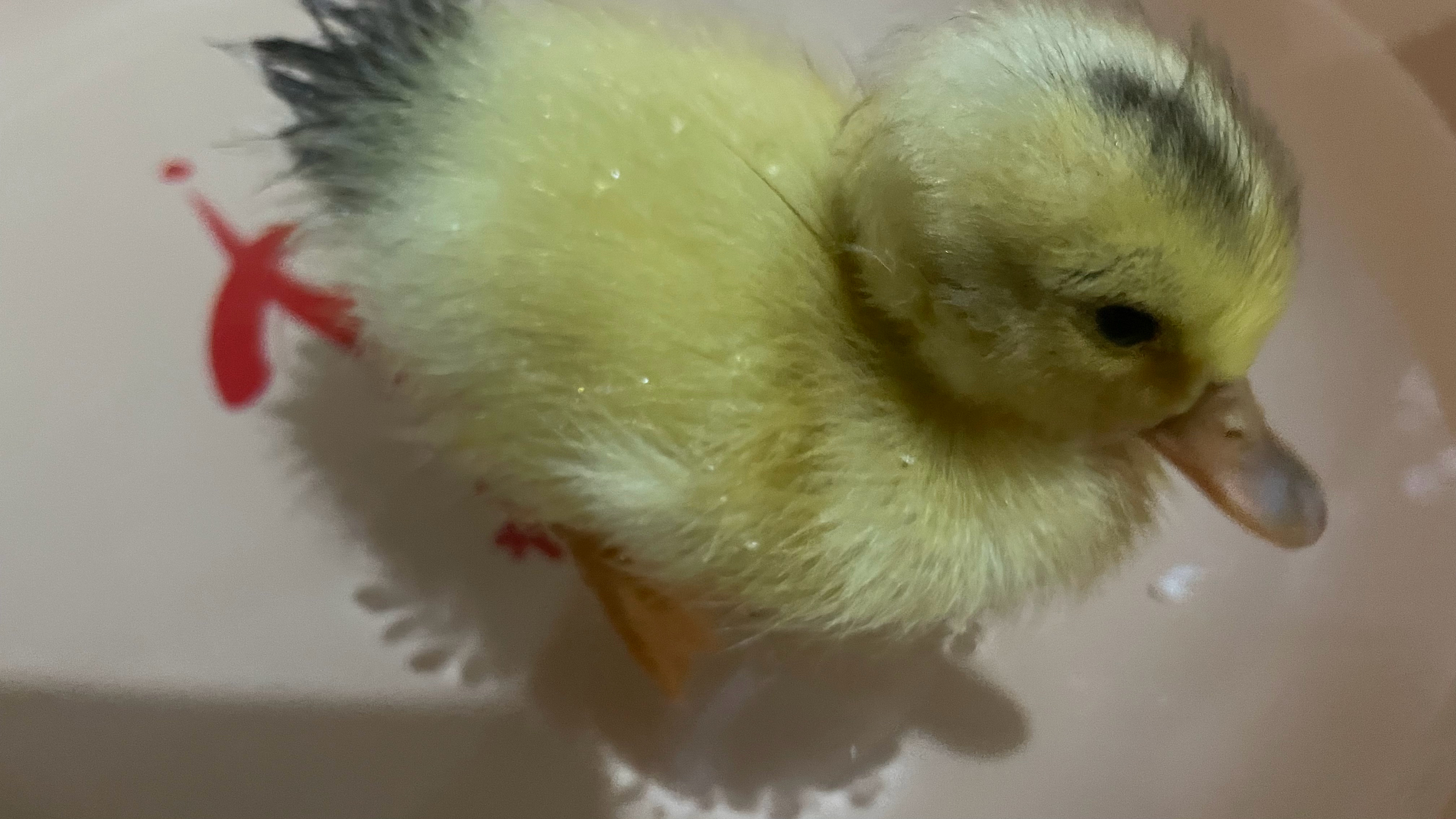 亦步亦趋的跟着你一眼找不到人就叽叽喳喳喜欢窝在脚面上萌萌达的小鸭鸭 真可爱啊它的