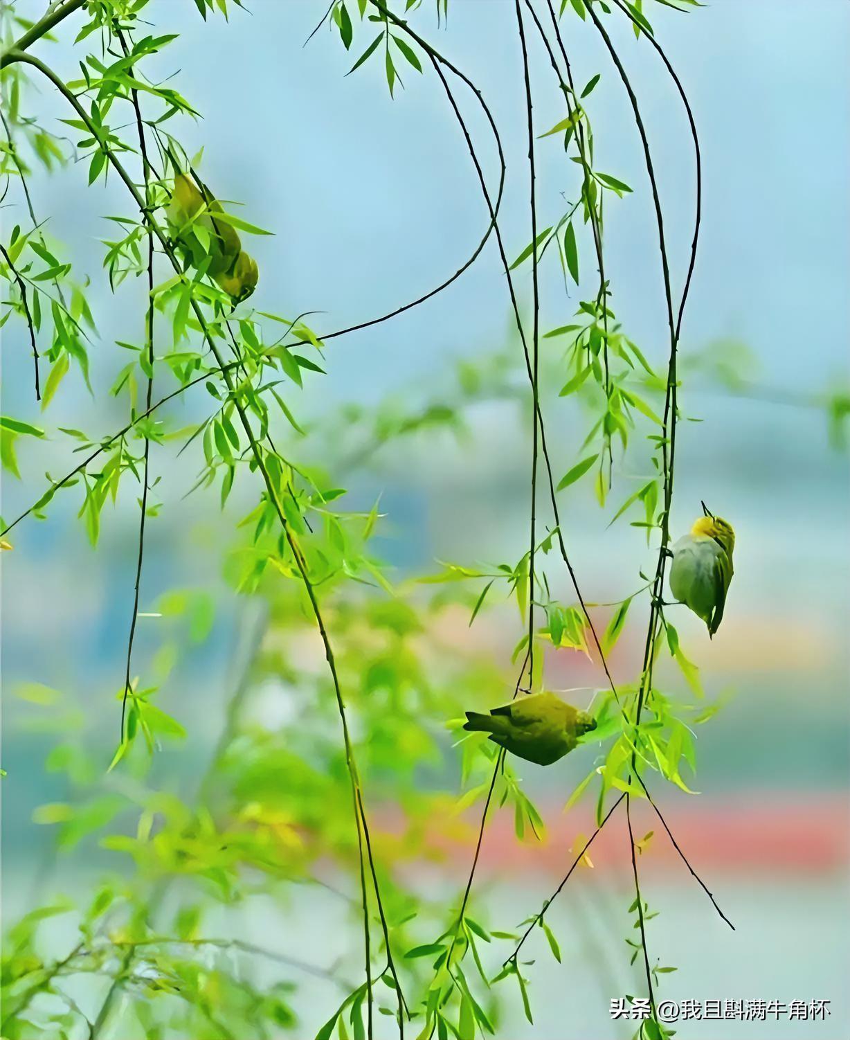 下联：料峭春风啼晓莺
上联：有请雅士[玫瑰][玫瑰][玫瑰]