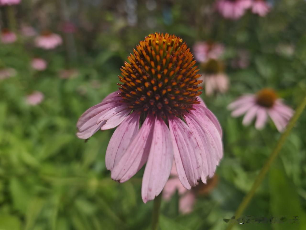一切随缘，犹如四季花开，该来的终归要来。世间的纷纷纭纭，熙熙攘攘，不过是过眼云烟