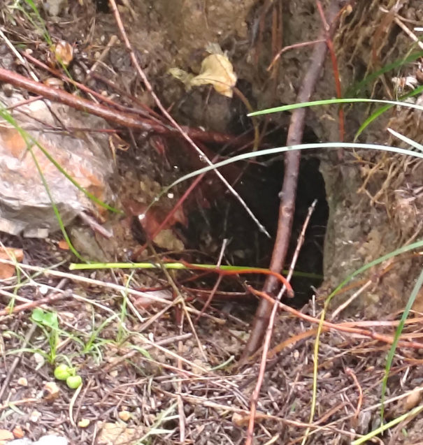 近日南京明故宫遗址一处草坪出现地面塌陷，凹陷区域约数平方米，四边分布四个幽深孔洞
