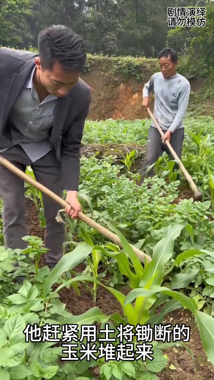 父子锄地时儿子不小心把玉米锄掉了，下一秒他的做法太有才了。
父子两个在玉米地锄杂