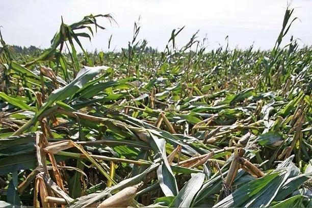 太可怕，这些极不抗倒倒伏的玉米种子，不知又要销往何处？

更不知道又要有多少种地