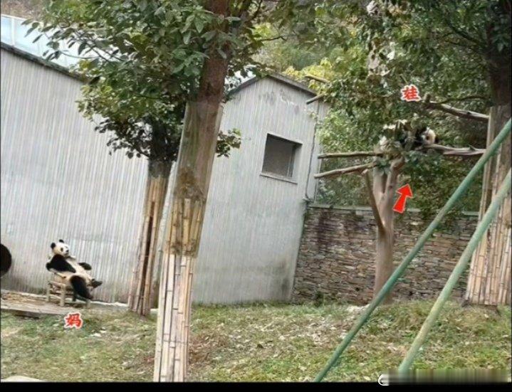 当妈的都是这么看孩子的，娃在旁边玩儿，当妈的赶紧趁机歇会儿 