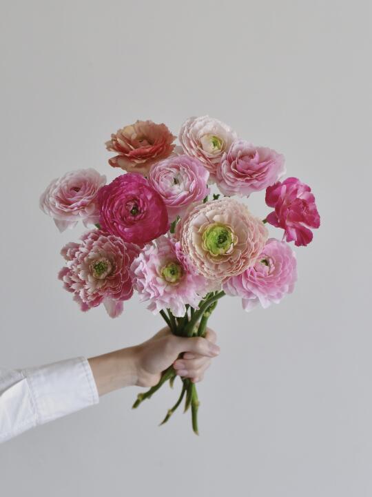 洋牡丹·索菲罗莎瓷