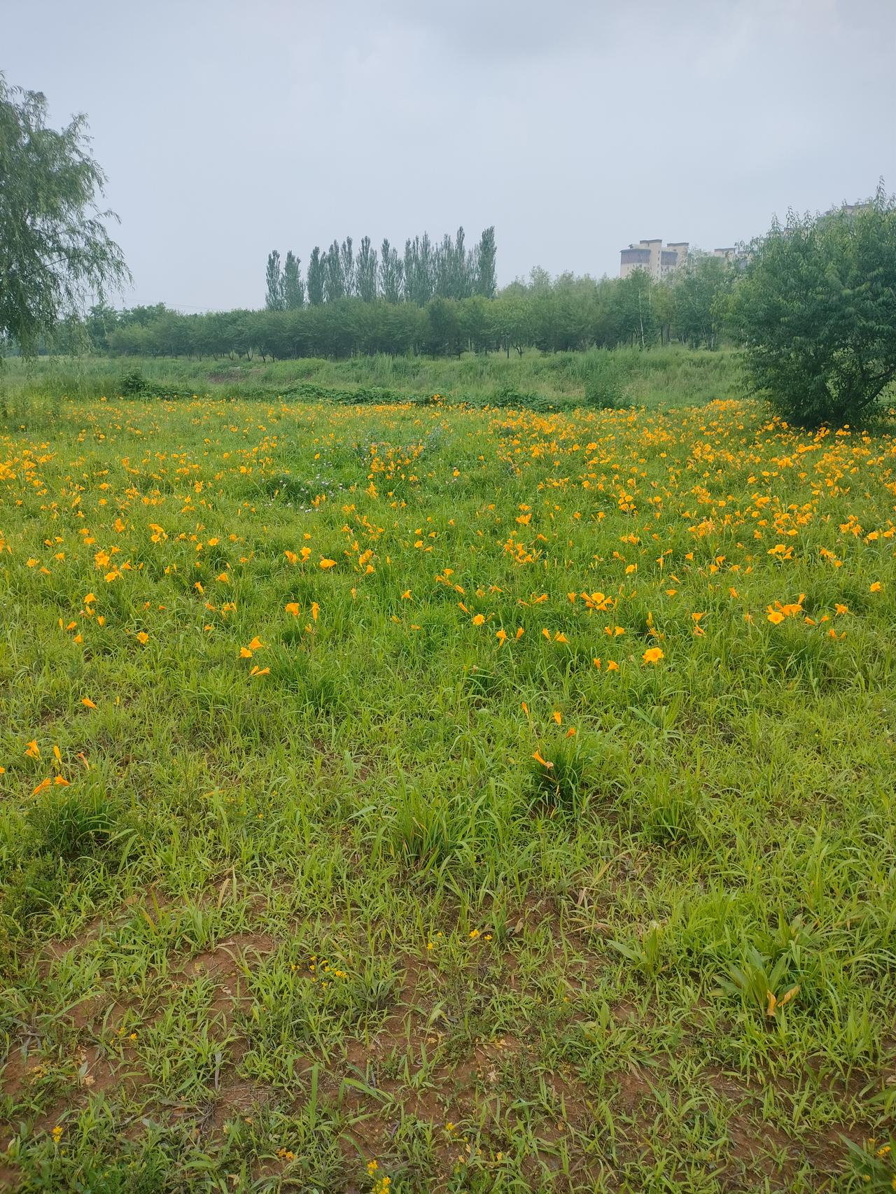 夏日随手拍花草随手拍到的一片小黄花，非常养眼。