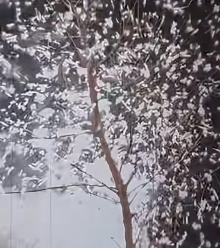 爱你的人会想尽一切办法
男子和女孩说：嫁给我吧，
女孩说：等这棵枯树开花的时候我