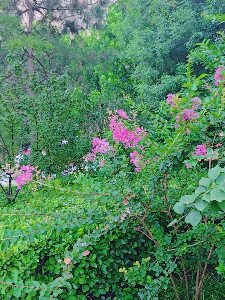 粉色的🌸，
依然妖娆多姿，
此时，是否知晓花的名字，
可能已经不是很重要了！