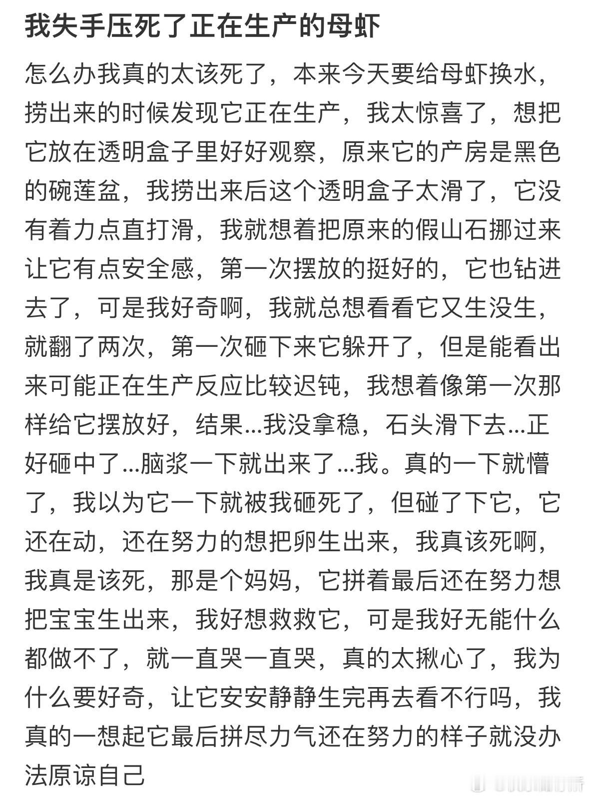 我失手压死了正在生产的母虾 ​​​