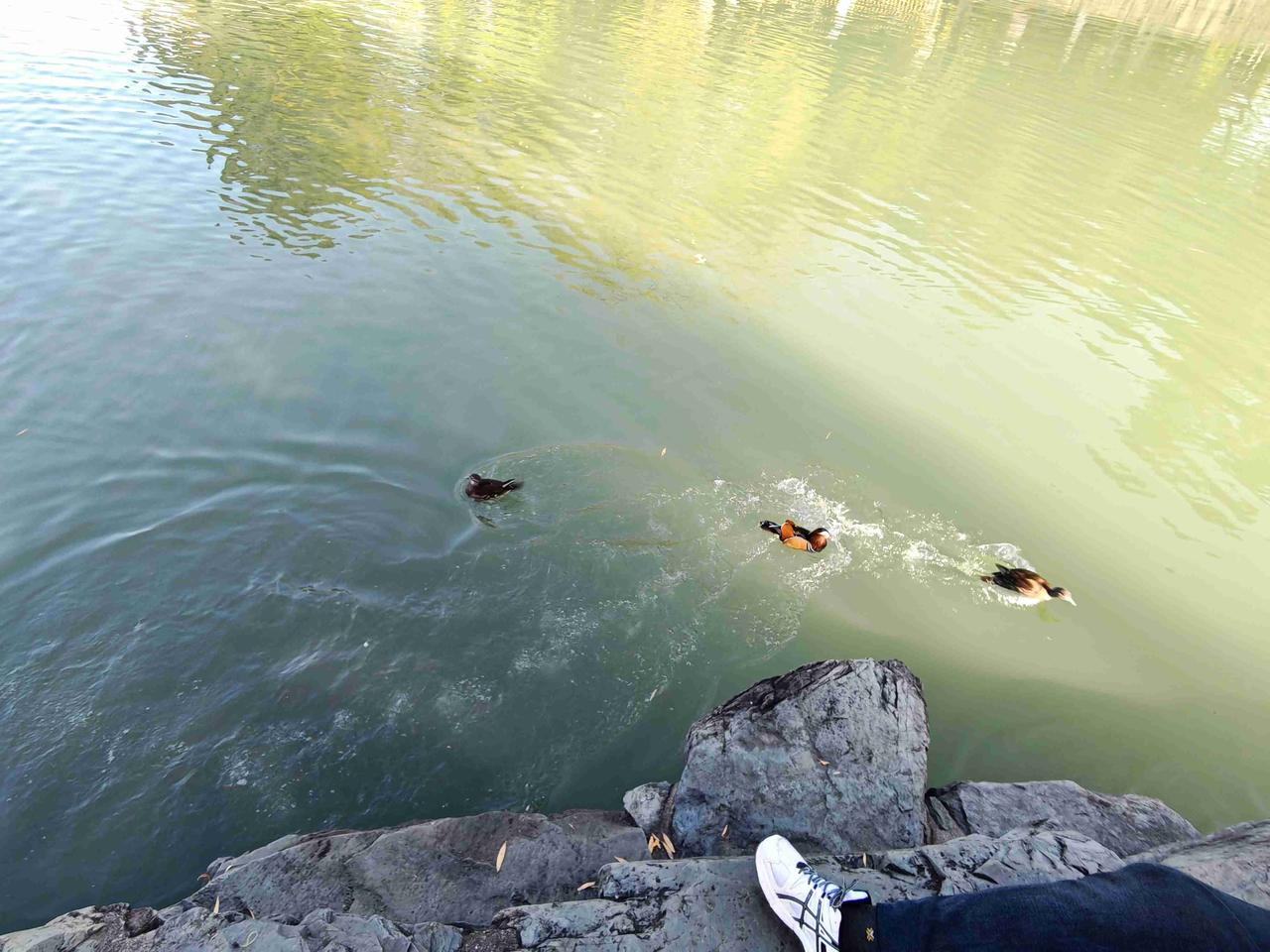 鸳鸯戏水，春江水暖鸭先知。
看了颐和园的昆明湖，谁知道这昆明湖中曾经藏了多少宝贝