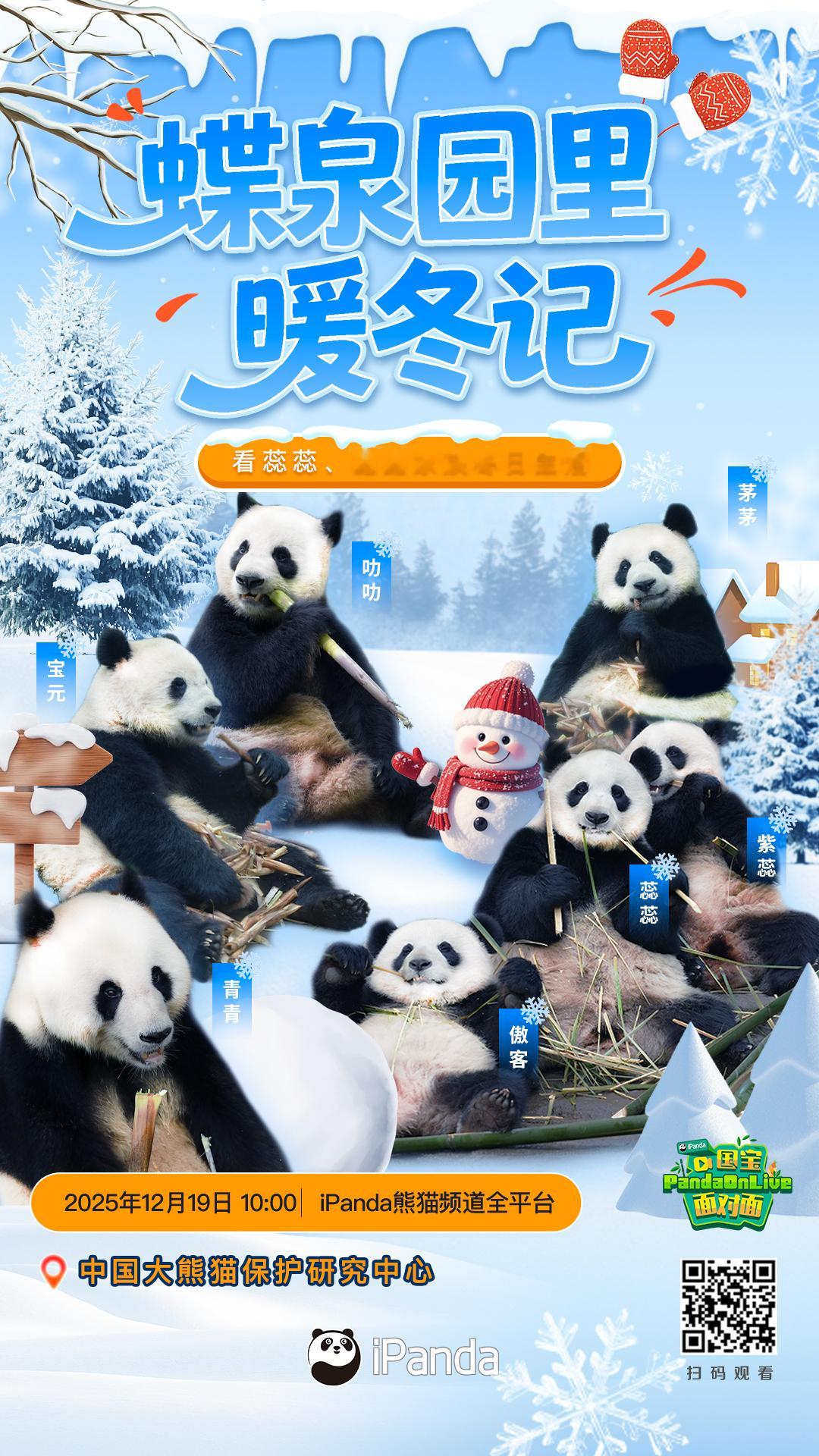 【播出预告：大熊猫的暖冬惬意时光】冬日萌趣高光上线！人气满满的“蕊蕊” 一家与“