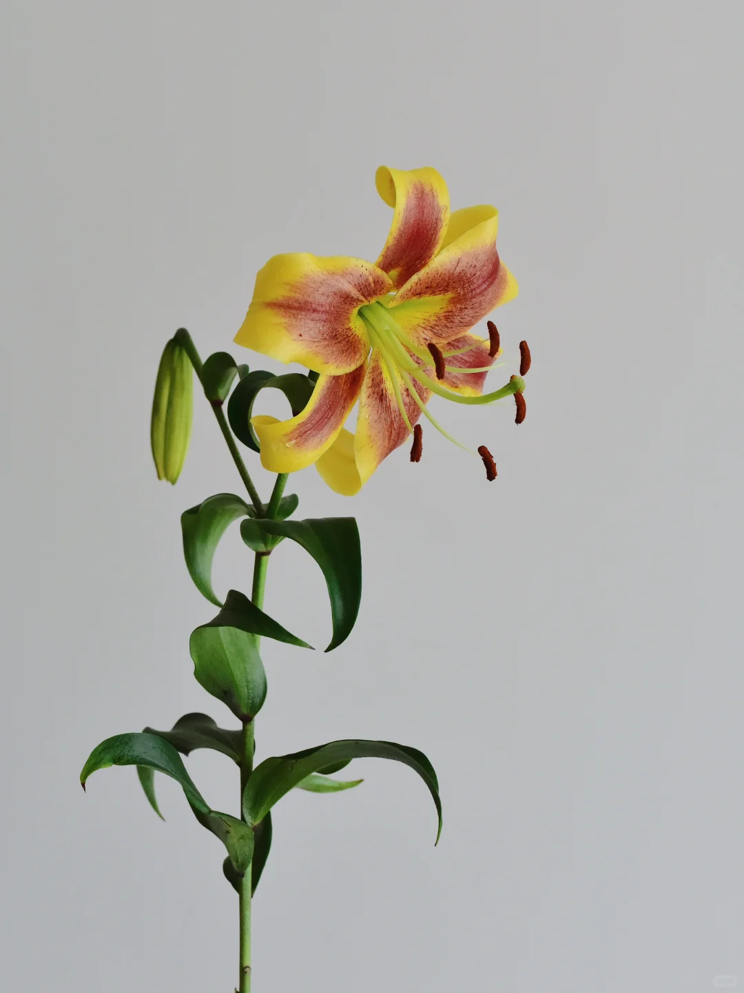 百合·辉煌之梦