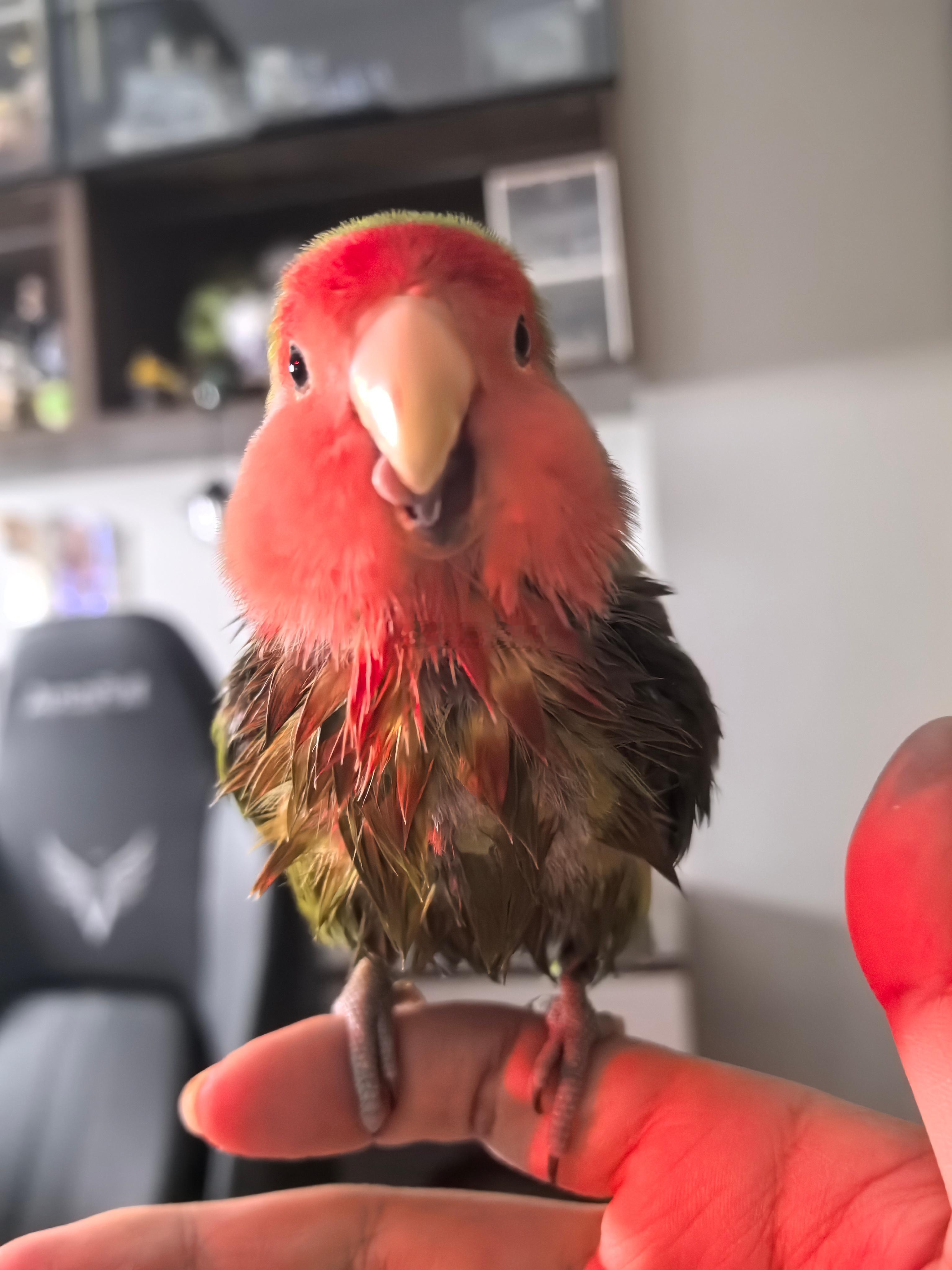 第一次拍到🦜的舌头[馋嘴] 