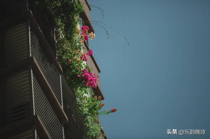 春有繁花满街巷，
夏有清风送微凉。
秋有丹桂飘院墙，
冬有疏梅落砚香。
这几句诗