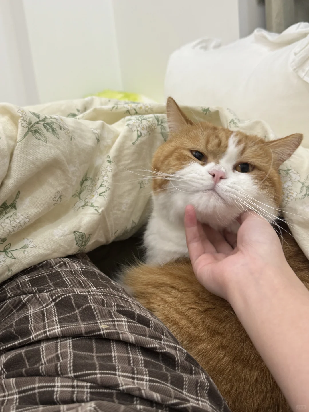 天冷了被窝就会长小猫🐈