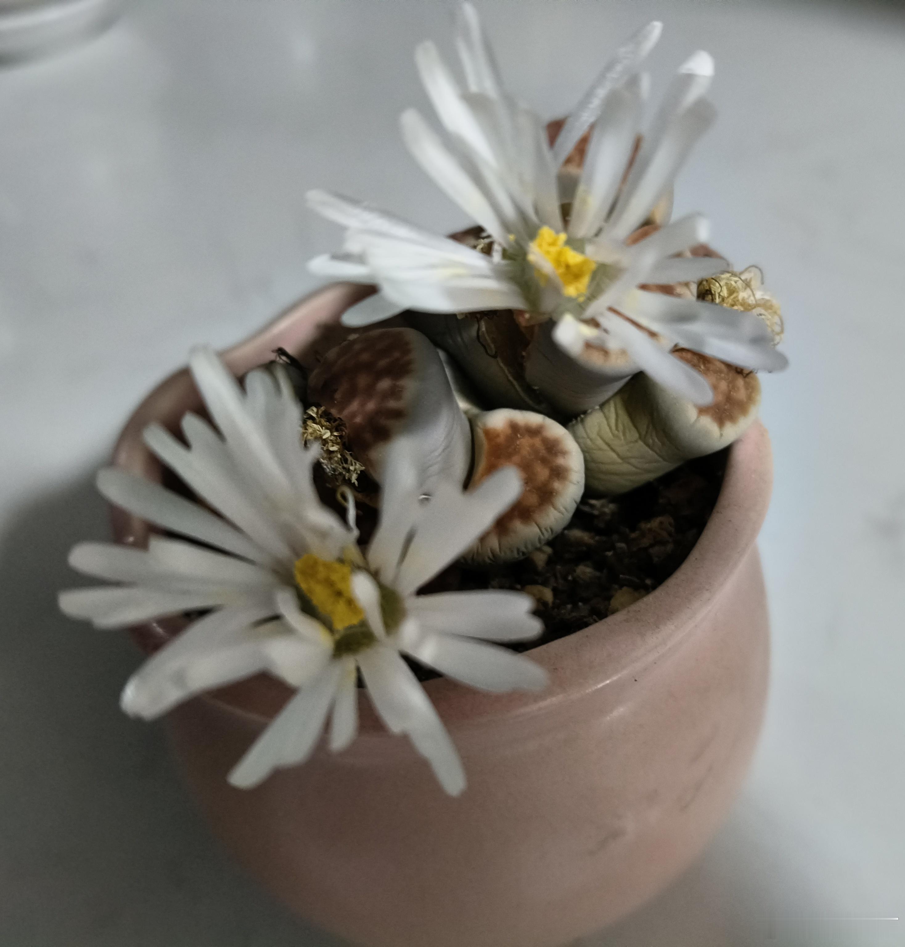 生石花又开花了