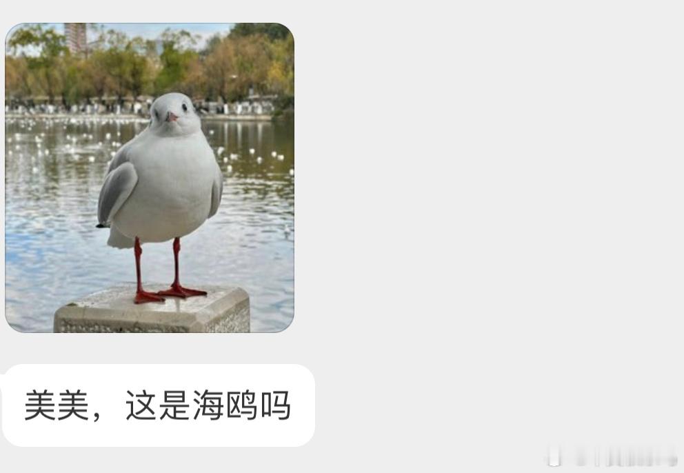 歪头的【红嘴鸥】 好可爱鸭！ ​​​