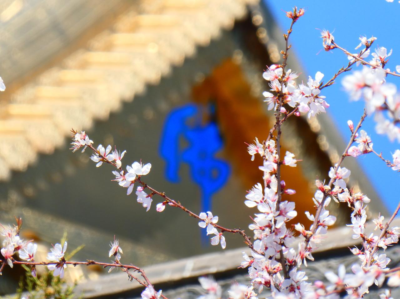 今年呼和浩特的春天比往年要来的早一些，桃花也比去年提前盛开了，很多市民纷纷去拍照