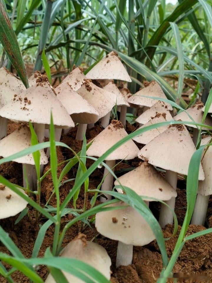 云南宝藏玉米地谁看了不心动！被鸡枞眷顾的宝地，每年雨后遍地冒菌子，多到根本吃不完
