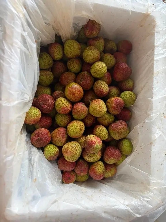 不错不错，感谢黄毛的投喂，说起来，这真是正宗岭南的荔枝了，尝了一个超甜，打算冻起