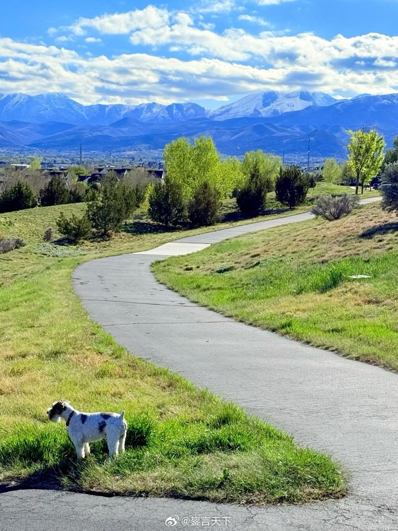 吉哥和家门口的翠绿 乖妈摄影 