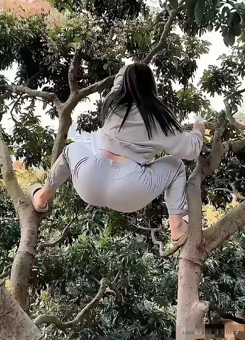 不知这树上藏着何种好物，引得女孩子如此攀爬，这般姿态着实令人钦佩！