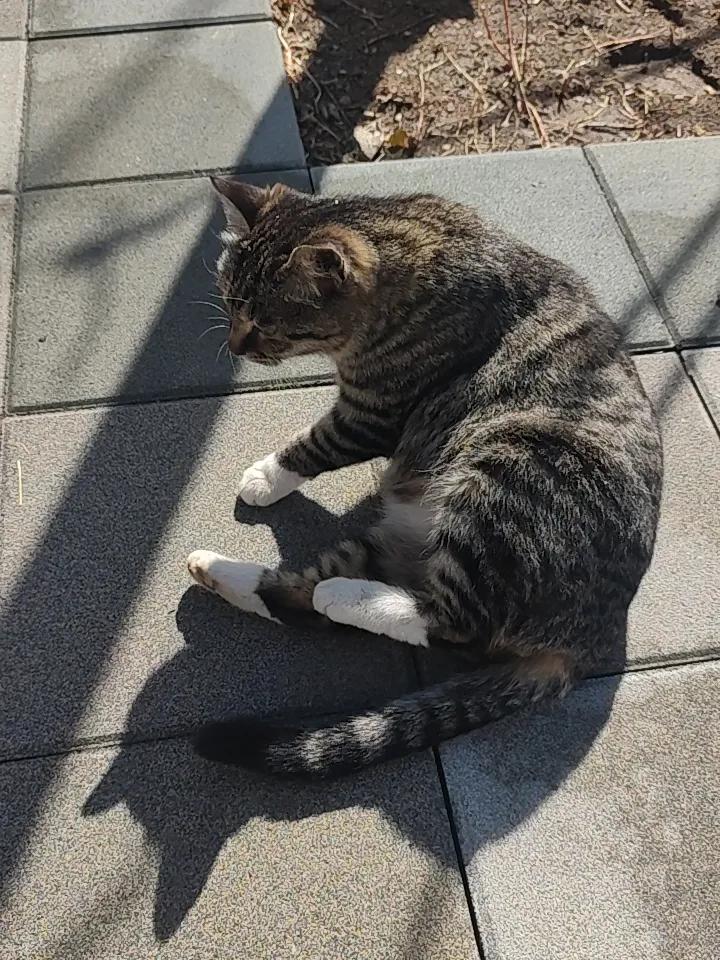 给大家分享一张超可爱的圆脸猫猫照片！这张图里的猫猫圆滚滚的脸，毛茸茸的，简直萌化