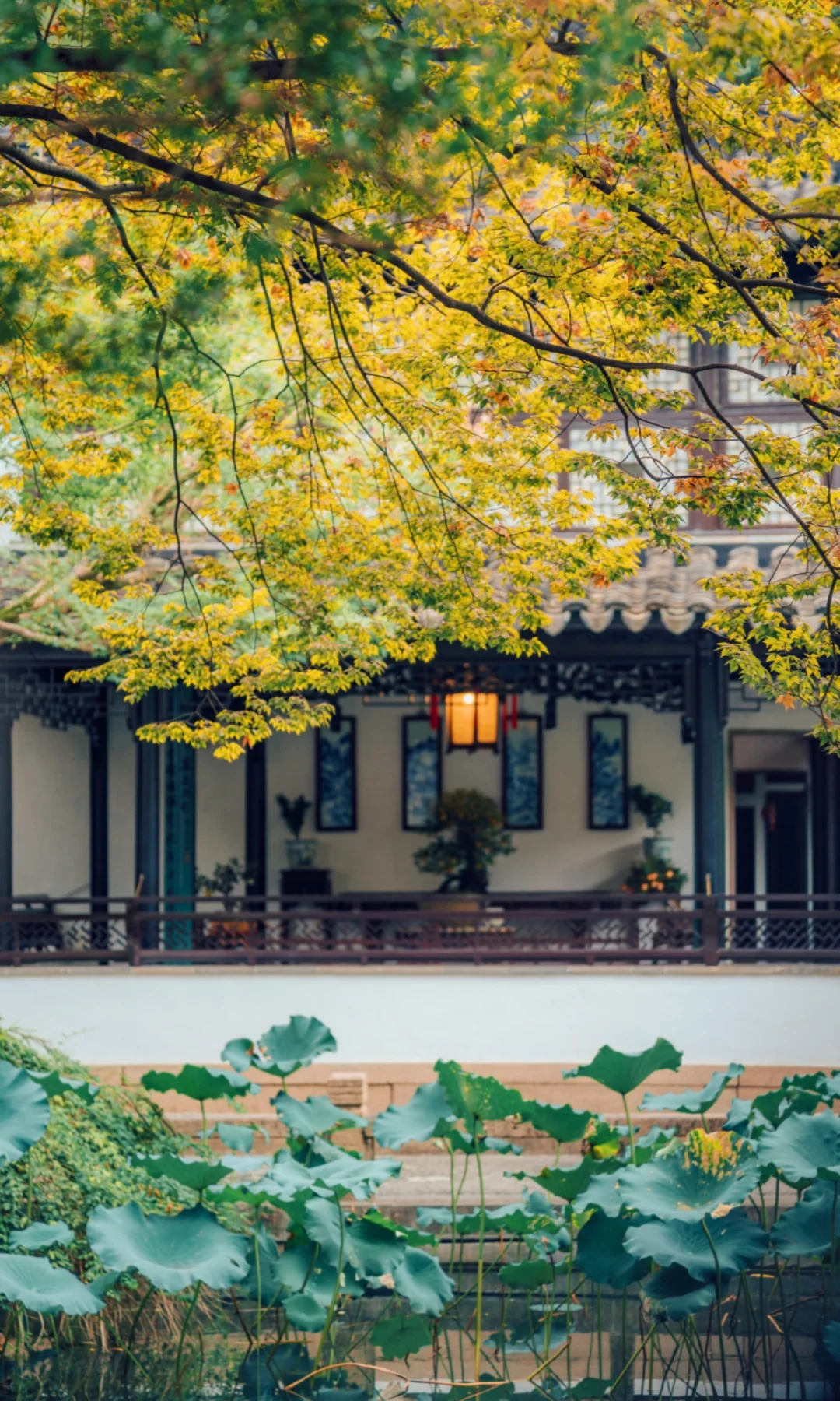 留园慢慢有秋天的样子了🍂期待橙黄橘绿时