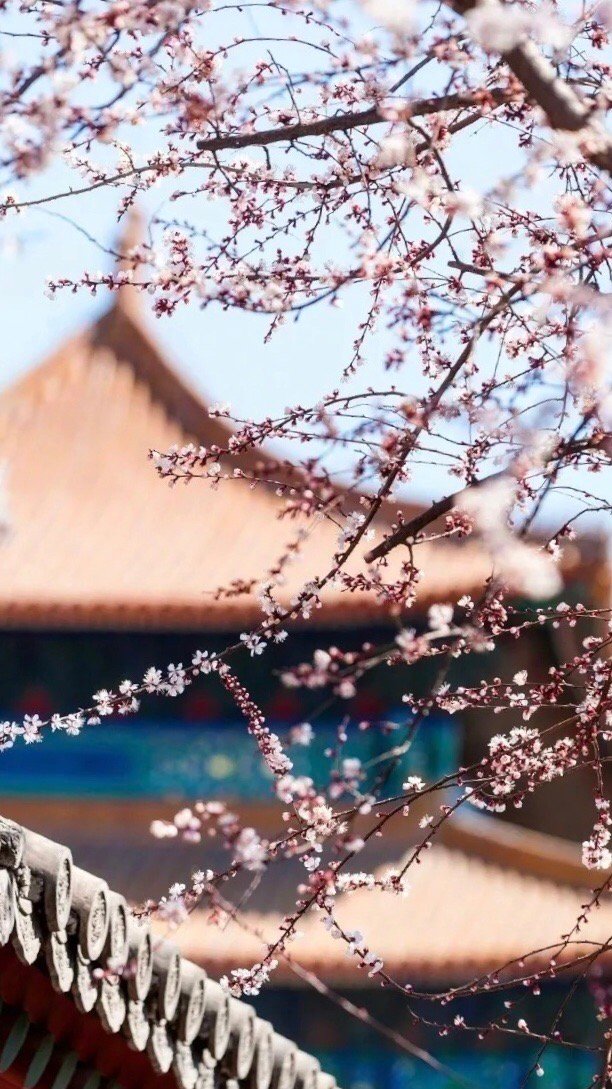 人生恰如三月花，倾我一生一世念。来如飞花散似烟，醉里不知年华限。——纳兰性德《纳