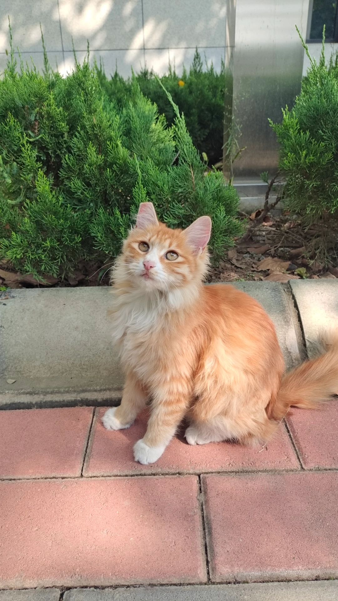 谁家小猫长得这么像刘亦菲呀