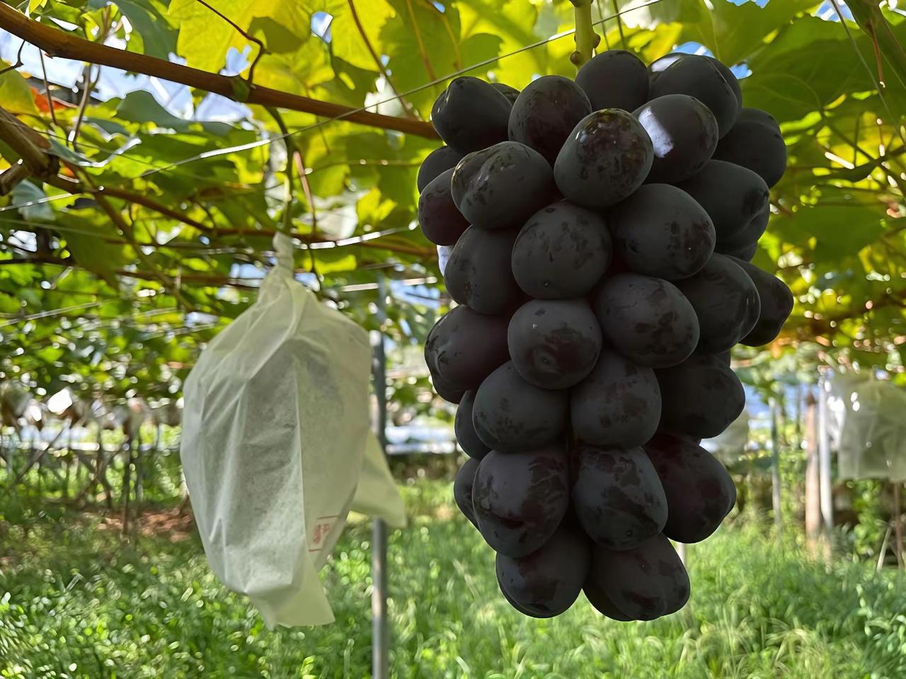好的种植特性，好的商品性，真的要走得远，需要一群用心的人不断地做技术迭代。富士之