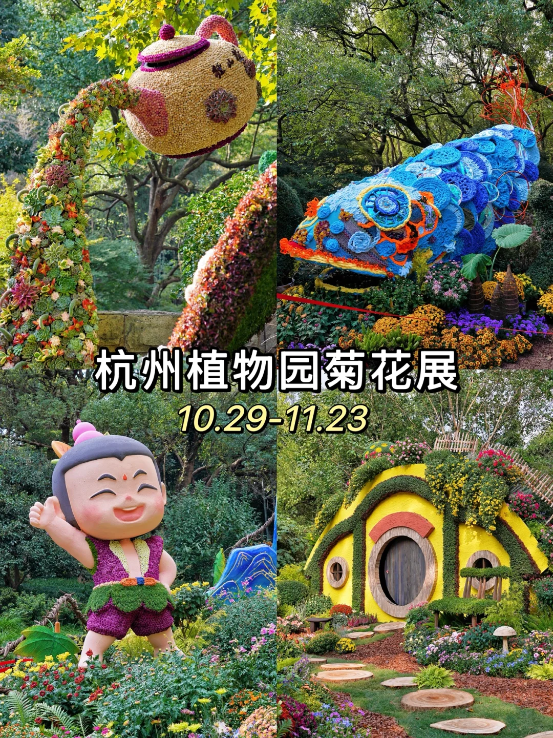 杭州植物园💐顶流菊花展回归❗️错过等一年❗️