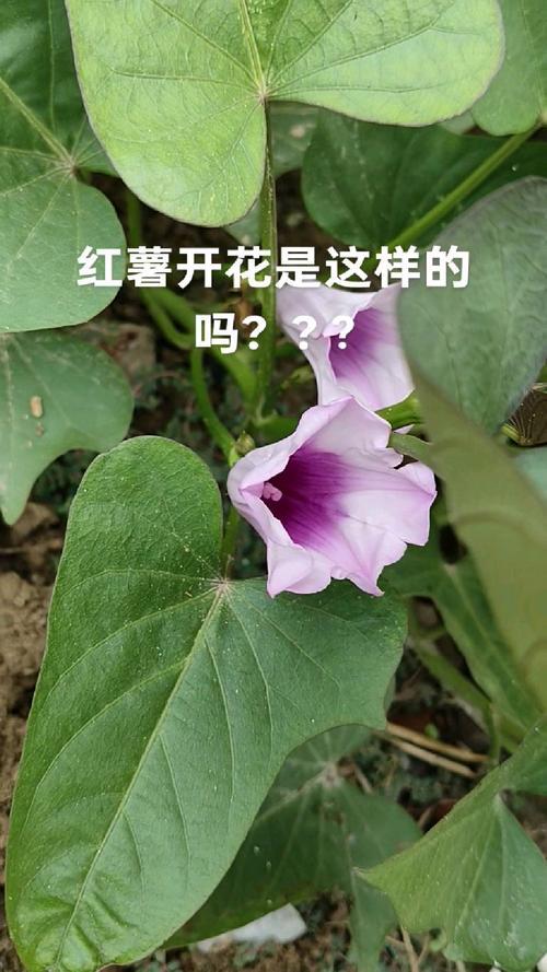 大家见过开花的红薯吗?