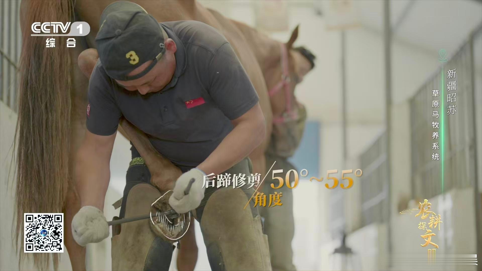 运动马没法像野马那样靠奔跑磨蹄，蹄子持续生长不修剪会畸形。钉蹄师得拆旧蹄铁、调蹄